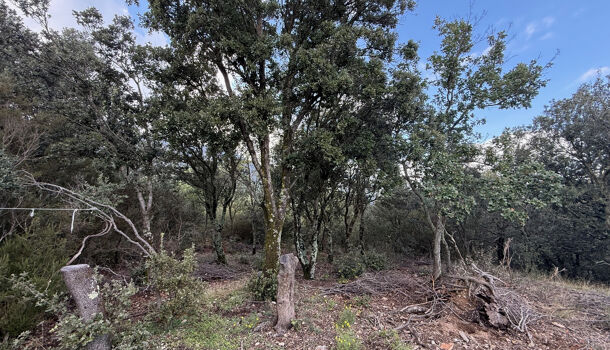 Terrain  à vendre Montbolo 66110