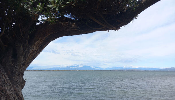 Appartement 1 pièces  à vendre Barcarès (Le) 66420