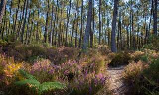 Terrain  20650 m² à vendre à Laglorieuse (40090)