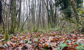 Terrain  3108 m² à vendre à Migné-Auxances (86440)