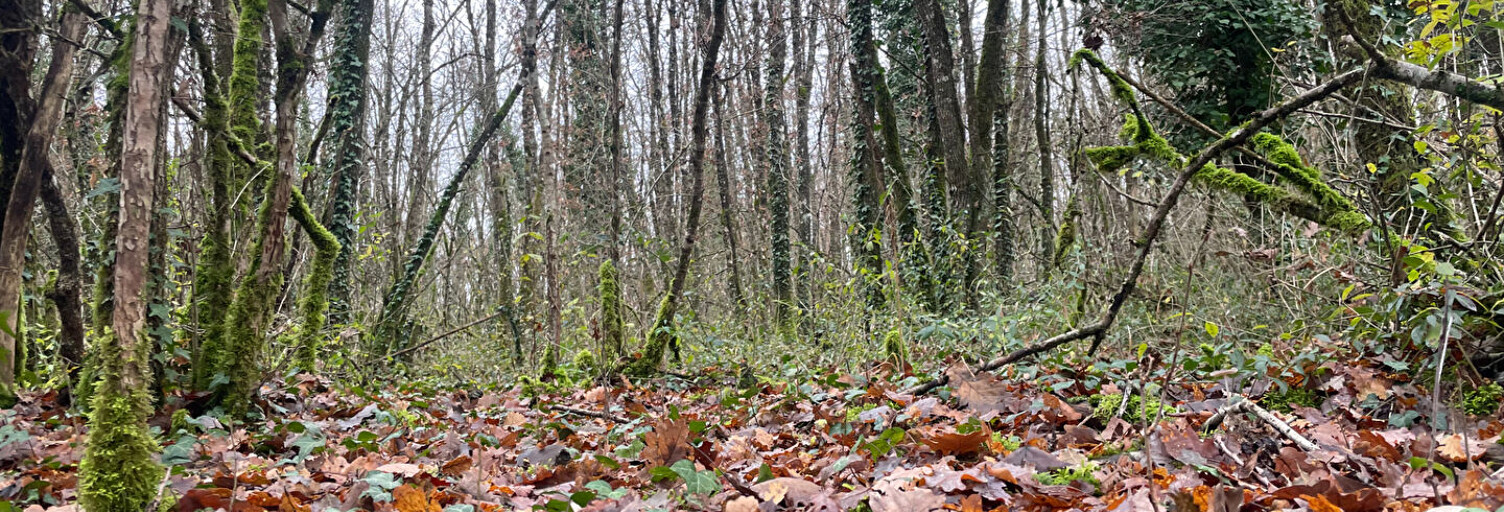 Terrain  3108 m² à vendre à Migné-Auxances (86440)