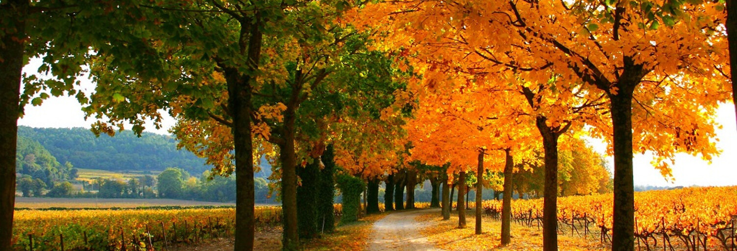 Maison 25 Pièces 700 m² à vendre à Bollène (84500)