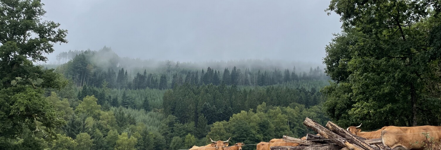 Terrain  121370 m² à vendre à Nedde (87120)