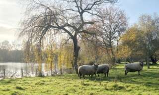 Maison 7 Pièces 120 m² à vendre à Le Champ-Saint-Père (85540)