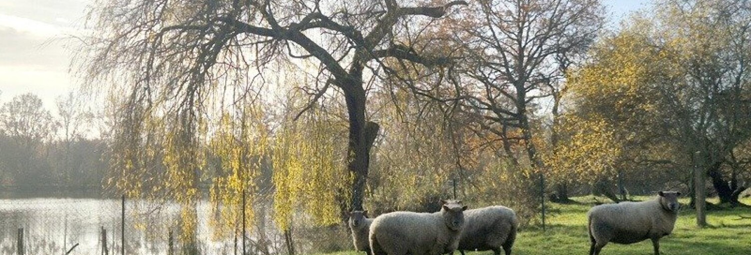 Maison 7 Pièces 120 m² à vendre à Le Champ-Saint-Père (85540)