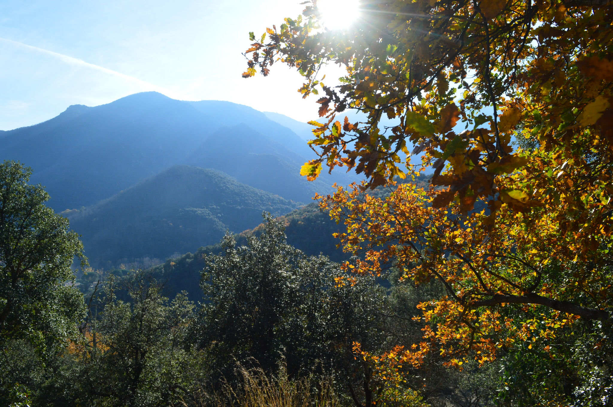 Terrain  à vendre Arles-sur-Tech 66150
