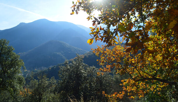 Terrain  à vendre Arles-sur-Tech 66150