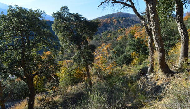 Terrain  à vendre Arles-sur-Tech 66150