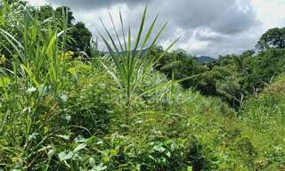 Terrain  5303 m² à vendre à Gros-Morne (97213)