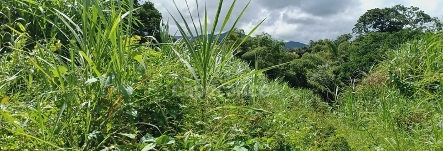 Terrain  5303 m² à vendre à Gros-Morne (97213)