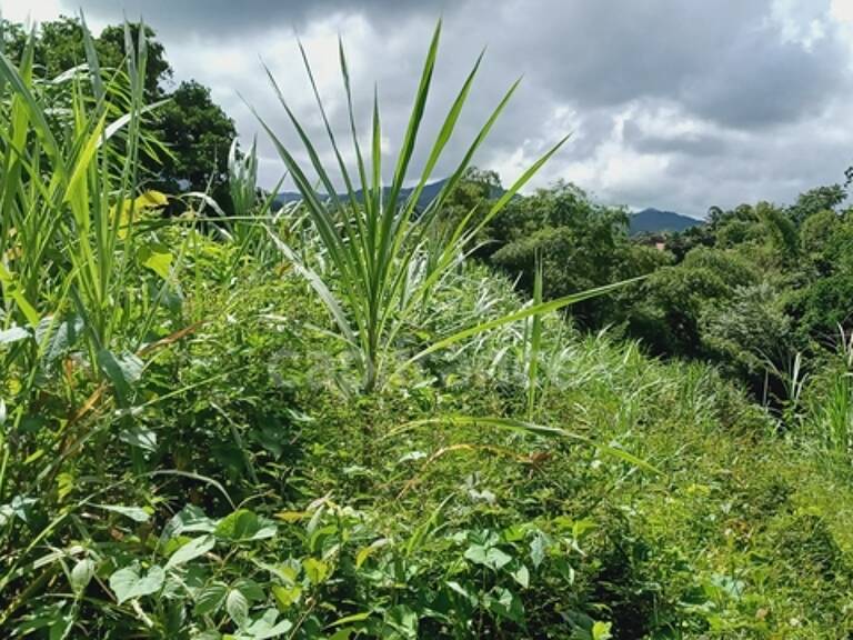 Dépt Martinique (972) à vendre Terrain GROS-MORNE 5303,00 m²  - 459 000 € — photo 1