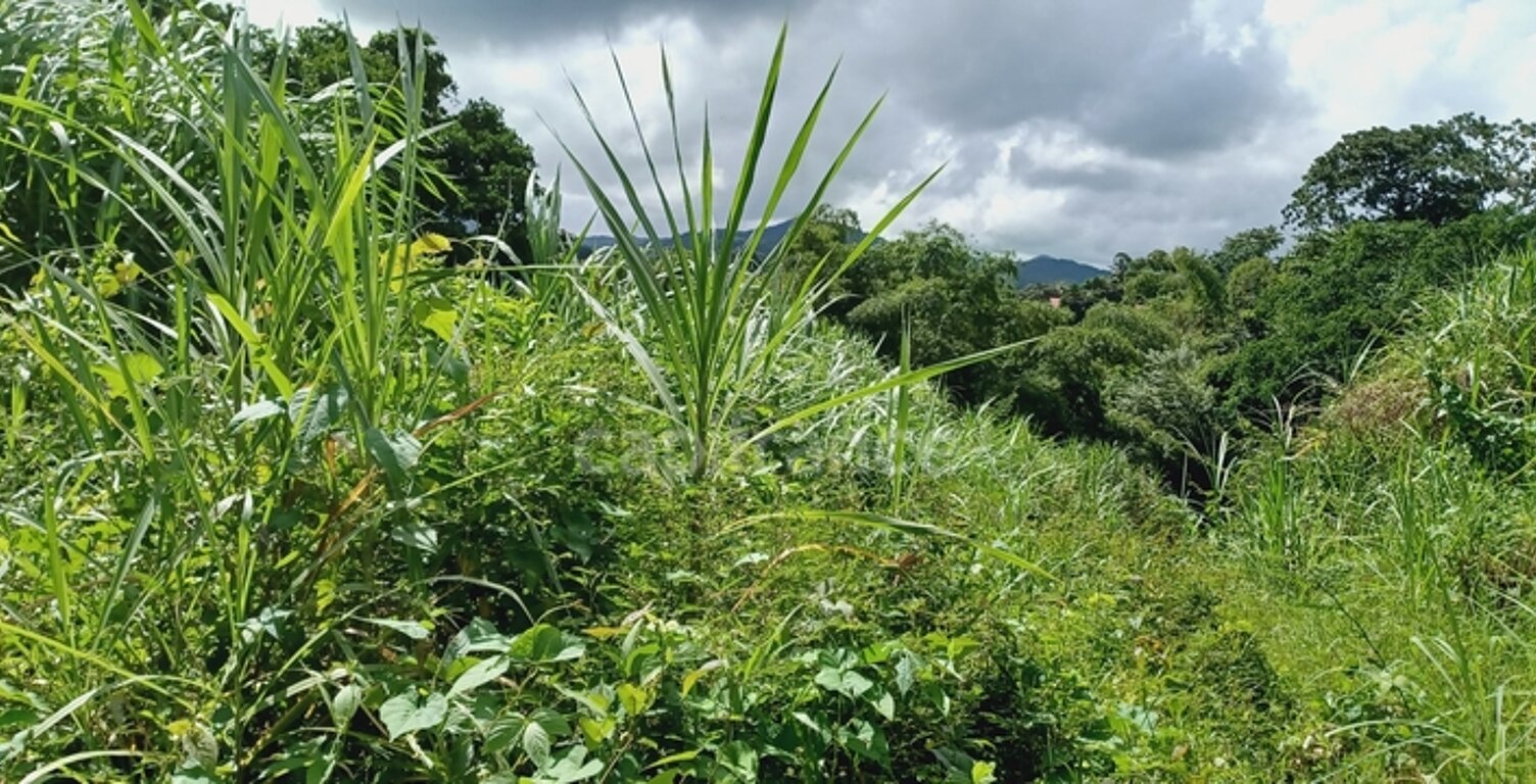 Dépt Martinique (972) à vendre Terrain GROS-MORNE 5303,00 m²  - 459 000 € — photo 1