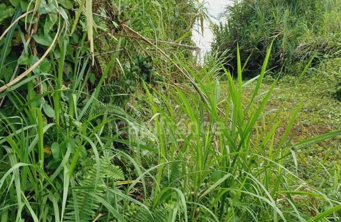 Dépt Martinique (972) à vendre Terrain GROS-MORNE 5303,00 m²  - 459 000 € — photo 2