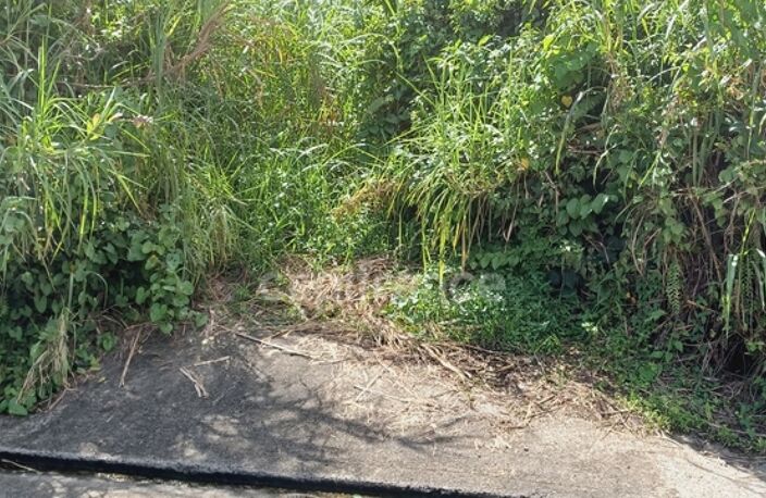 Dépt Martinique (972) à vendre Terrain GROS-MORNE 5303,00 m²  - 459 000 € — photo 3