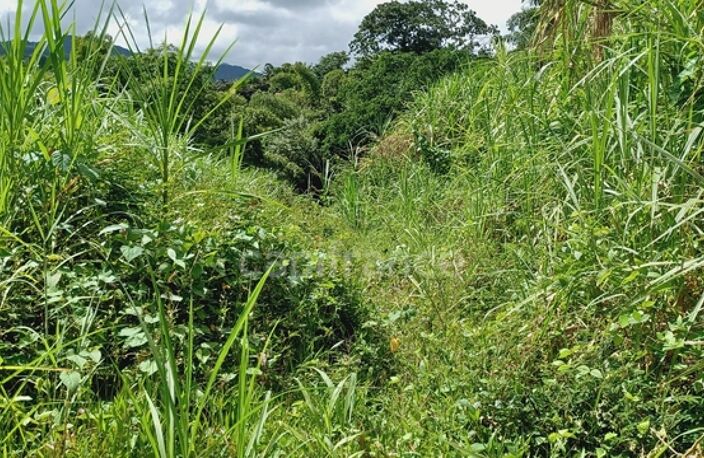 Dépt Martinique (972) à vendre Terrain GROS-MORNE 5303,00 m²  - 459 000 € — photo 4
