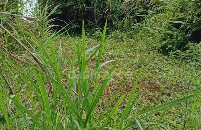 Dépt Martinique (972) à vendre Terrain GROS-MORNE 5303,00 m²  - 459 000 € — photo 5