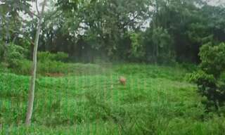 Terrain  8000 m² à vendre à Le Lamentin (97232)