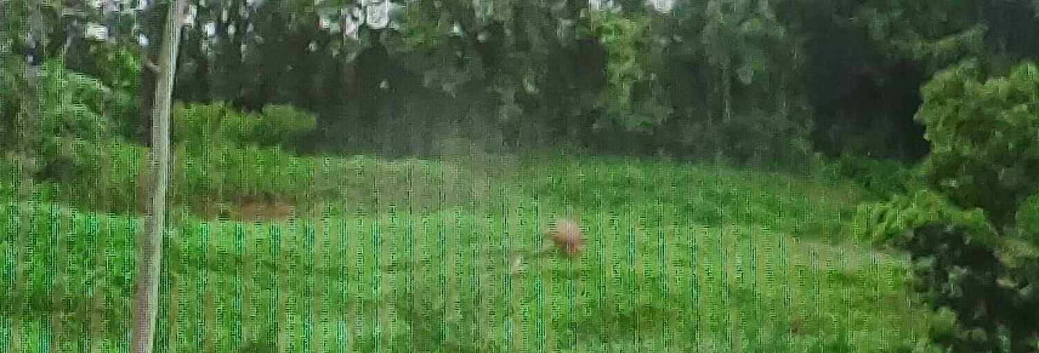 Terrain  8000 m² à vendre à Le Lamentin (97232)