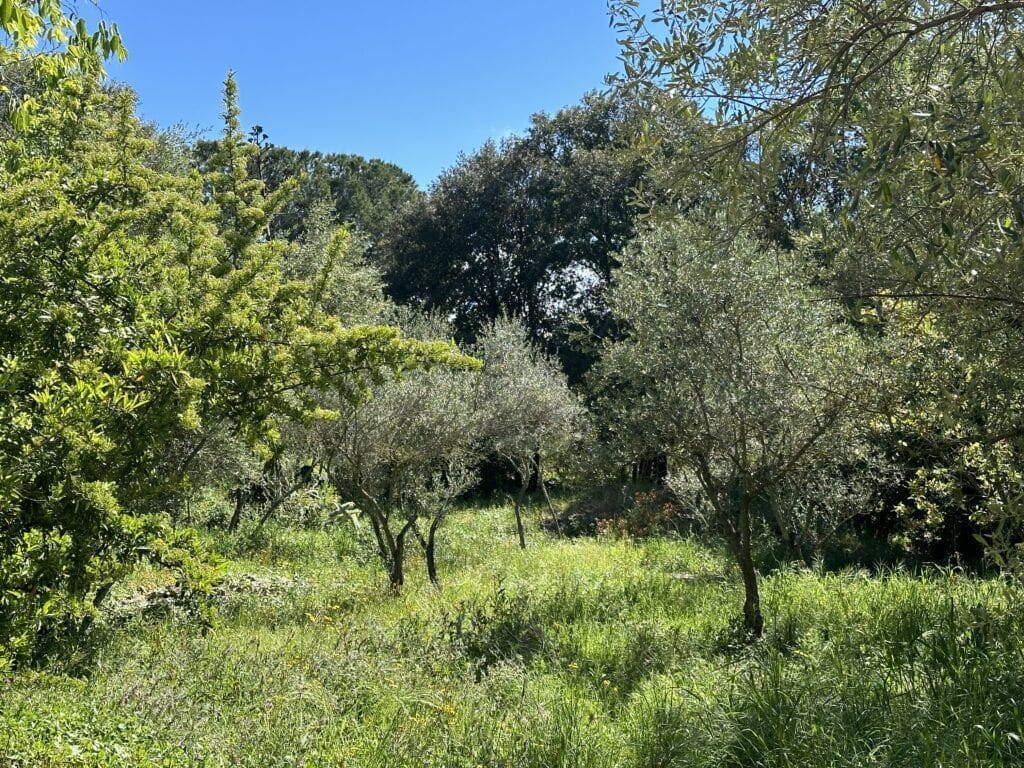 Terrain  à vendre Val (Le) 83143