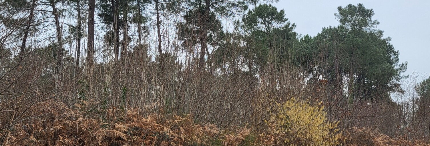 Terrain  4400 m² à vendre à Bazas (33430)