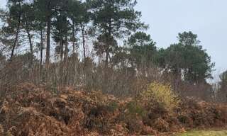 Terrain  4400 m² à vendre à Bazas (33430)