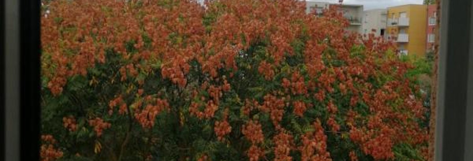 Appartement 1 Pièce 23 m² à louer à Toulouse (31000)