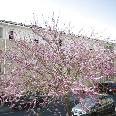 Appartement 3 pièces 231000 €