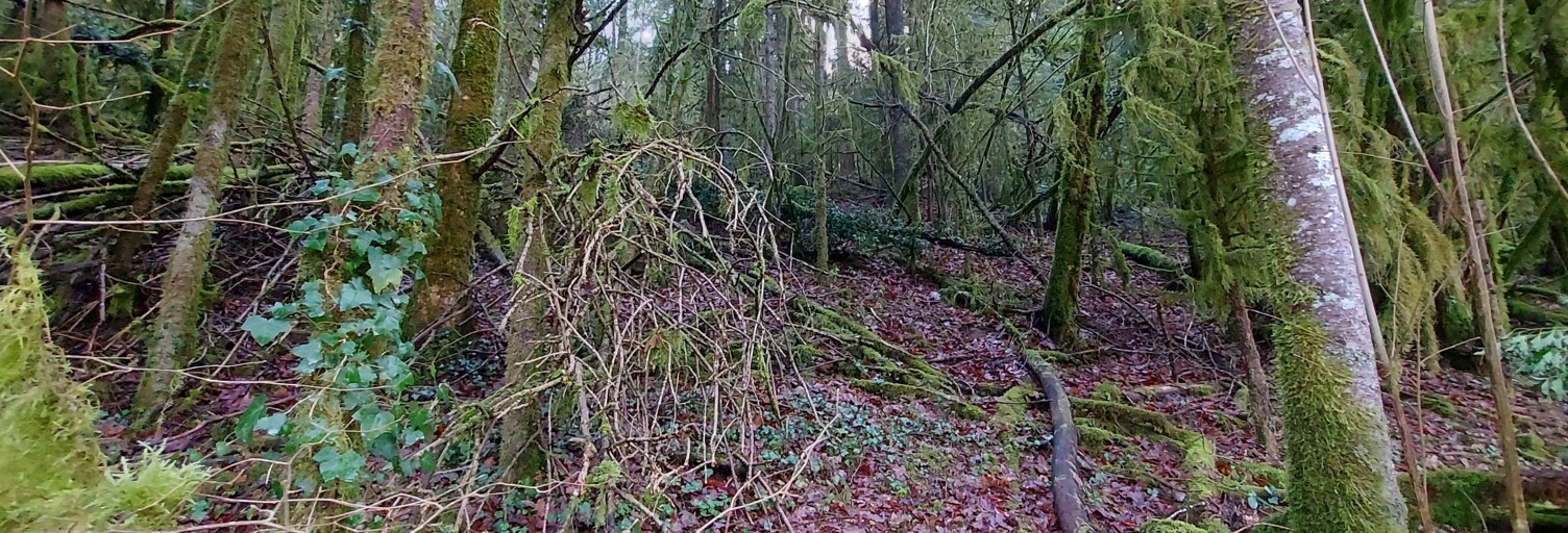 Terrain  6262 m² à vendre à Nancuise (39270)