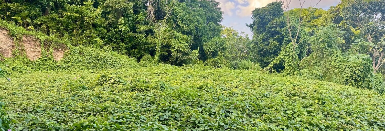 Terrain  819 m² à vendre à Les Abymes (97139)