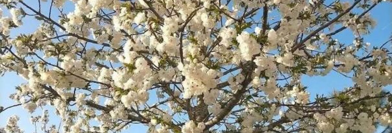 Appartement 1 Pièce 12 m² à louer à Neuilly-sur-Marne (93330)