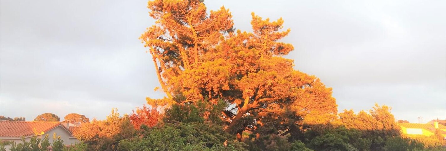 Appartement 2 Pièces 30 m² à louer à Les Sables-d'Olonne (85340)