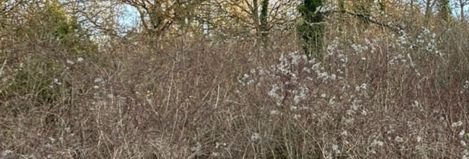 Terrain  1520 m² à vendre à Tonnerre (89700)