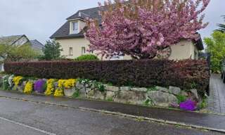 Maison 6 Pièces 251 m² à vendre à Wentzwiller (68220)