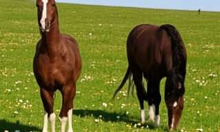 Maison 8 Pièces 245 m² à vendre à Charmes (88130)