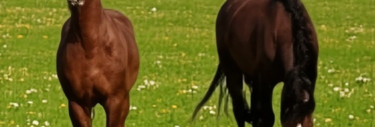 Maison 8 Pièces 245 m² à vendre à Charmes (88130)