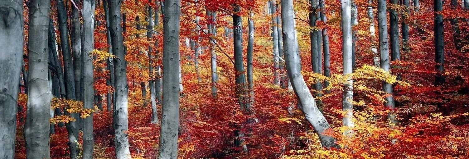 Terrain  4730 m² à vendre à Saint-Denis-en-Margeride (48700)