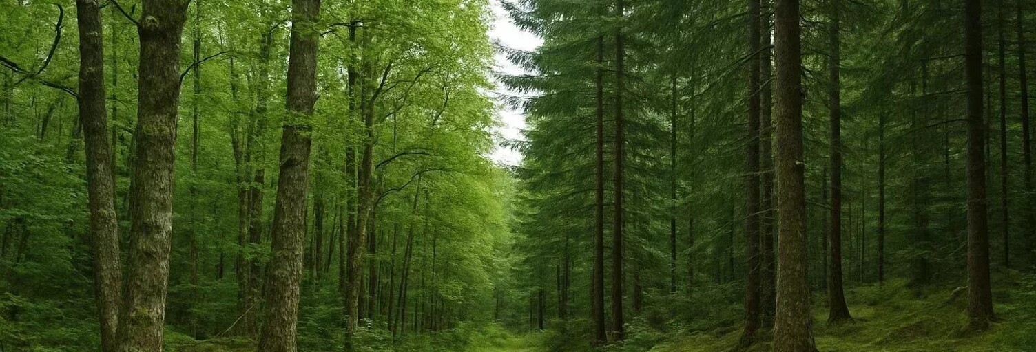 Terrain  4080 m² à vendre à Saint-Denis-en-Margeride (48700)