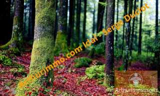 Terrain  4080 m² à vendre à Saint-Denis-en-Margeride (48700)