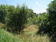 Notre dame de Commiers "ISERE"38 Terrain zone AUA d'une contenance de 3 932 m² — photo 2