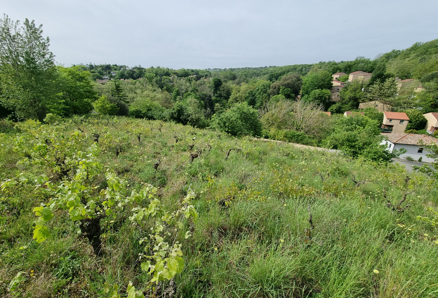 CASTANET COTEAUX — photo 1