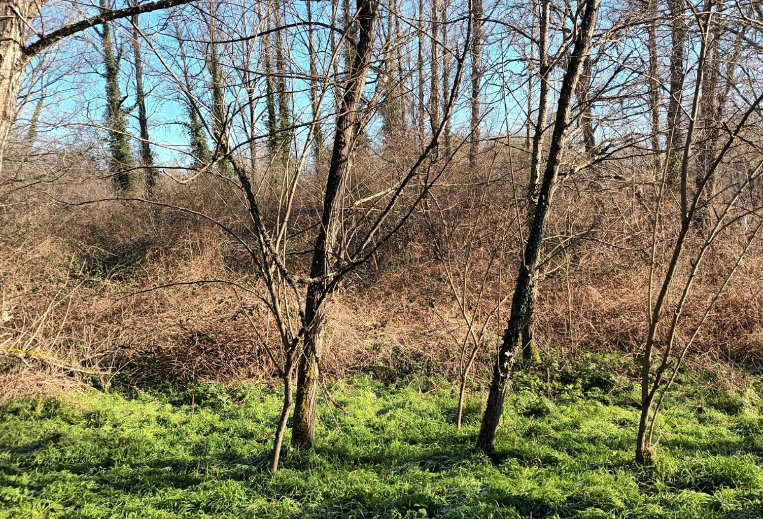 Terrain non constructible — photo 1