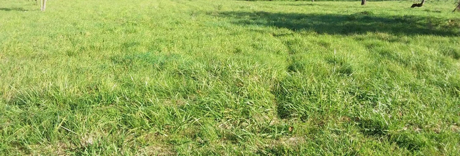 Terrain  1100 m² à vendre à Le Controis-en-Sologne (41120)