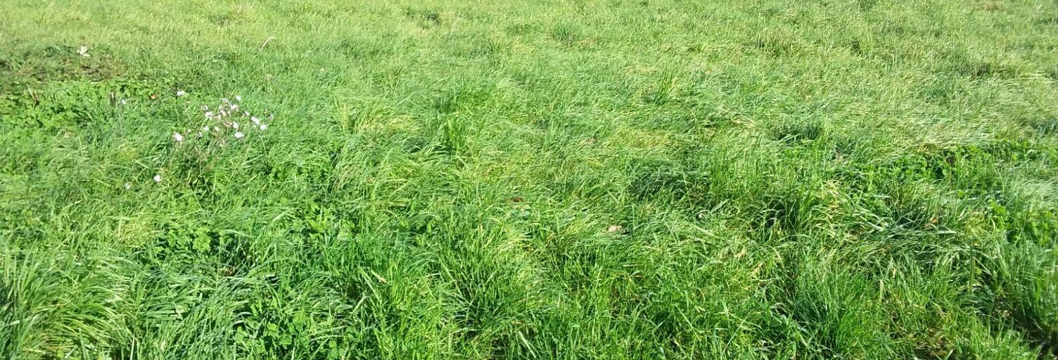 Terrain  1100 m² à vendre à Le Controis-en-Sologne (41120)