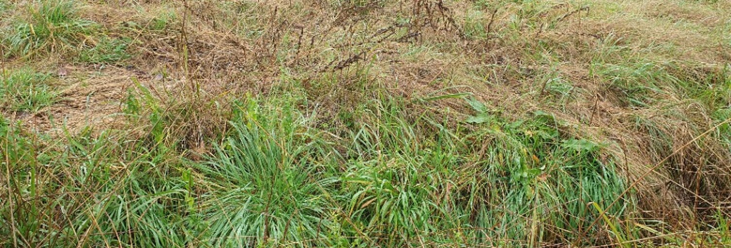 Terrain  500 m² à vendre à Laruscade (33620)