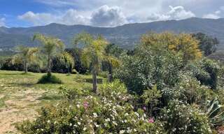 Maison 5 Pièces 132 m² à vendre à Calcatoggio (20111)