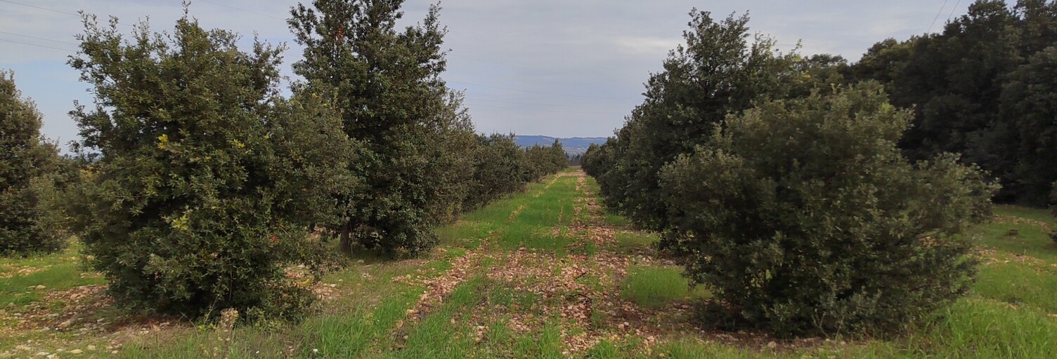 Terrain  5708 m² à vendre à Sainte-Cécile-les-Vignes (84290)