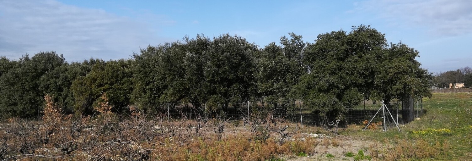 Terrain  1368 m² à vendre à Sainte-Cécile-les-Vignes (84290)