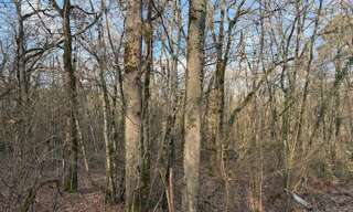 Terrain  5633 m² à vendre à Pujols (47300)