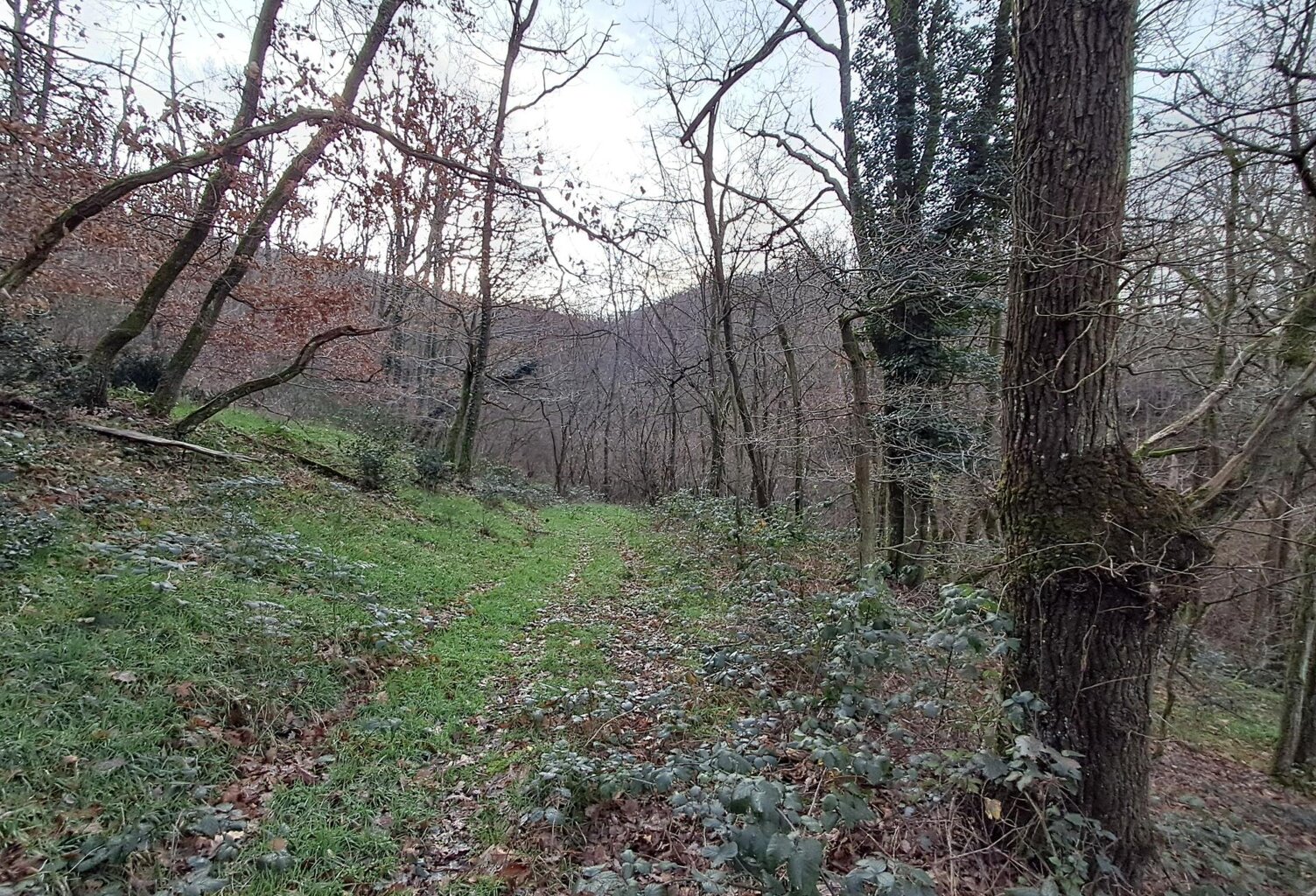 Terrain de loisirs - Chasselay — photo 1