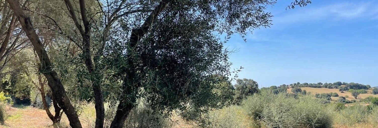 Terrain  1500 m² à vendre à Peri (20167)